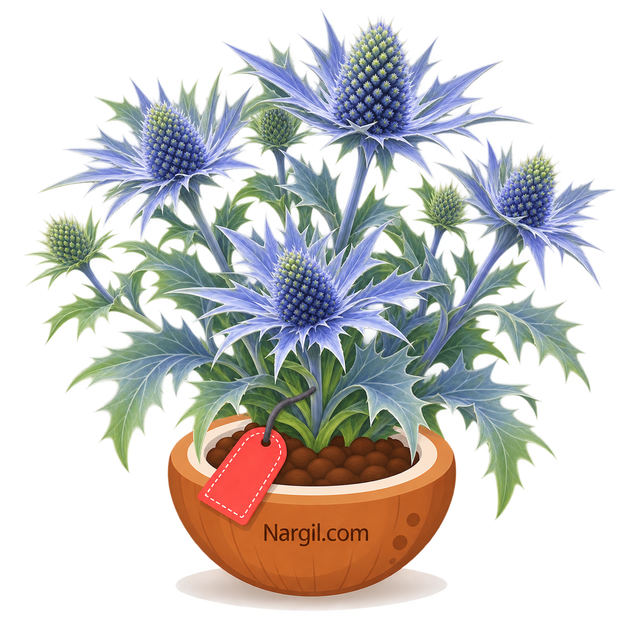 Nargil_Eryngium Bourgatii